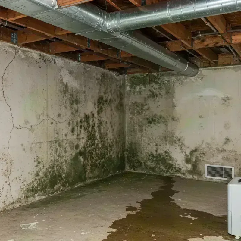 Professional Mold Removal in Springfield, MO